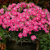 Pinks - Dianthus hybrida