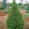 Spruce - Picea