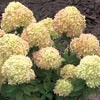 Hydrangea