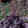 Coral Bells - Heuchera Villosa hybrid