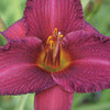 Daylily Common - Hemerocallis