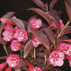 Weigela