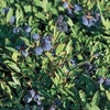 Blueberry Plants