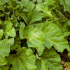 Rhubarb