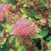 Spirea