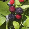 Raspberry Plants