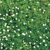 Moss - Sagina subulata