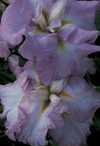Japanese Iris - Iris ensata