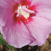 Rose of Sharon - Hibiscus