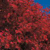 Japanese Maple Tree