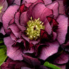 Lenten Rose - Helleborus Gold Collection