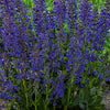 Meadow Sage - Salvia nemerosa