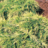Juniper - Juniperus