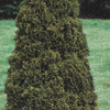 Cedar - Thuja
