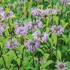 Bee Balm - Monarda didyma