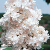 Lilac - Syringa