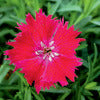 Pinks - Dianthus hybrida