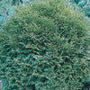 Cedar - Thuja