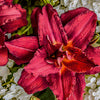 Daylily Premium - Hemerocallis