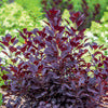 Smokebush - Cotinus