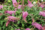 Butterfly Bush - Buddleia