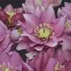 Lenten Rose - Helleborus Gold Collection