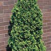 Cedar - Thuja
