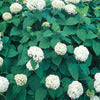 Hydrangea