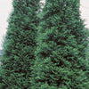 Cedar - Thuja