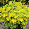 Coral Bells - Heuchera Villosa hybrid