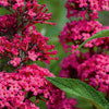 Butterfly Bush - Buddleia