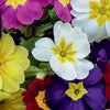English Primrose - Primula aucalis
