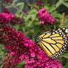 Butterfly Bush - Buddleia