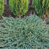 Juniper - Juniperus