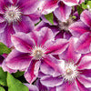 Clematis