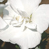 Rose of Sharon - Hibiscus