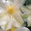 Clematis