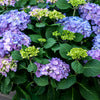 Hydrangea