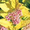 Spirea