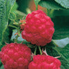 Raspberry Plants