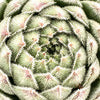 Hens+Chicks - Sempervivum
