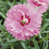 Pinks - Dianthus hybrida