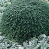 Thyme Creeping - Thymus