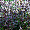 Beardtongue - Penstemon