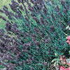 Lavender - Lavandula angustifolia