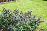 Butterfly Bush - Buddleia