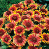 Goblin Blanket Flower - Gaillardia
