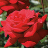 Rose - Rosa