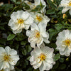 Rose - Rosa