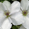 Clematis